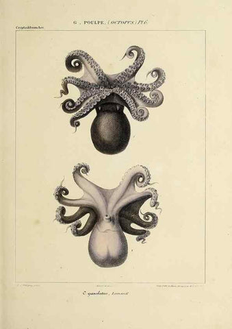 Reproducción/Reproduction 49434431193: Histoire naturelle, générale et particulière des céphalopodes acétabuifères viants, et fossiles :. Paris :Impr. de A. Lacour,1835-1848.. 