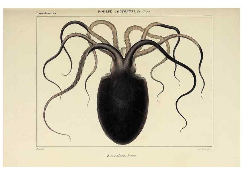 Reproducción/Reproduction 49435126972: Histoire naturelle, générale et particulière des céphalopodes acétabuifères viants, et fossiles :. Paris :Impr. de A. Lacour,1835-1848.. 