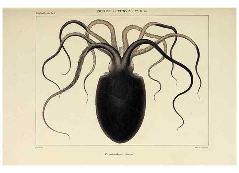 Reproducción/Reproduction 49435126972: Histoire naturelle, générale et particulière des céphalopodes acétabuifères viants, et fossiles :. Paris :Impr. de A. Lacour,1835-1848.. 