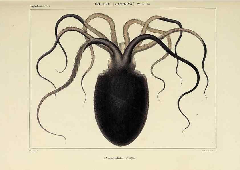 Reproducción/Reproduction 49435126972: Histoire naturelle, générale et particulière des céphalopodes acétabuifères viants, et fossiles :. Paris :Impr. de A. Lacour,1835-1848.. 