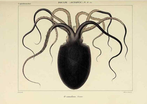 Reproducción/Reproduction 49435126972: Histoire naturelle, générale et particulière des céphalopodes acétabuifères viants, et fossiles :. Paris :Impr. de A. Lacour,1835-1848.. 