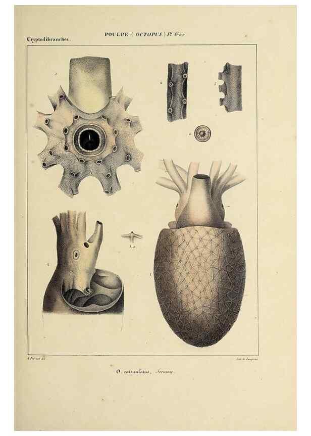 Reproducción/Reproduction 49434431793: Histoire naturelle, générale et particulière des céphalopodes acétabuifères viants, et fossiles :. Paris :Impr. de A. Lacour,1835-1848.. 