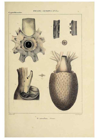 Reproducción/Reproduction 49434431793: Histoire naturelle, générale et particulière des céphalopodes acétabuifères viants, et fossiles :. Paris :Impr. de A. Lacour,1835-1848.. 