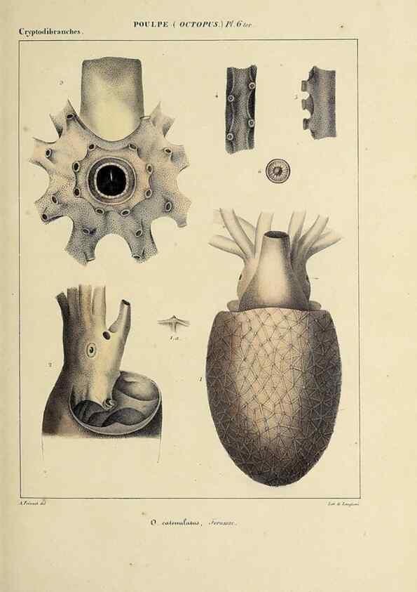 Reproducción/Reproduction 49434431793: Histoire naturelle, générale et particulière des céphalopodes acétabuifères viants, et fossiles :. Paris :Impr. de A. Lacour,1835-1848.. 