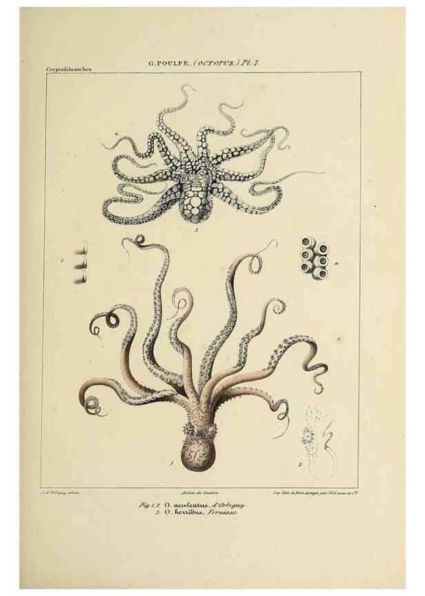Reproducción/Reproduction 49434432063: Histoire naturelle, générale et particulière des céphalopodes acétabuifères viants, et fossiles :. Paris :Impr. de A. Lacour,1835-1848.. 