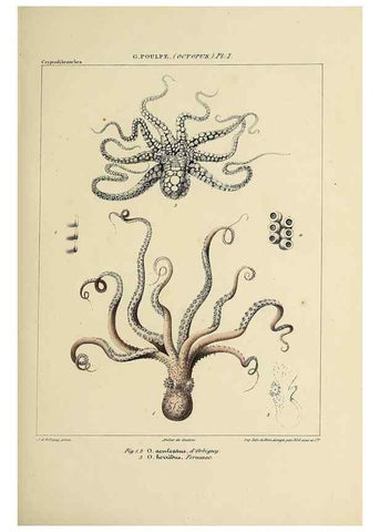 Reproducción/Reproduction 49434432063: Histoire naturelle, générale et particulière des céphalopodes acétabuifères viants, et fossiles :. Paris :Impr. de A. Lacour,1835-1848.. 
