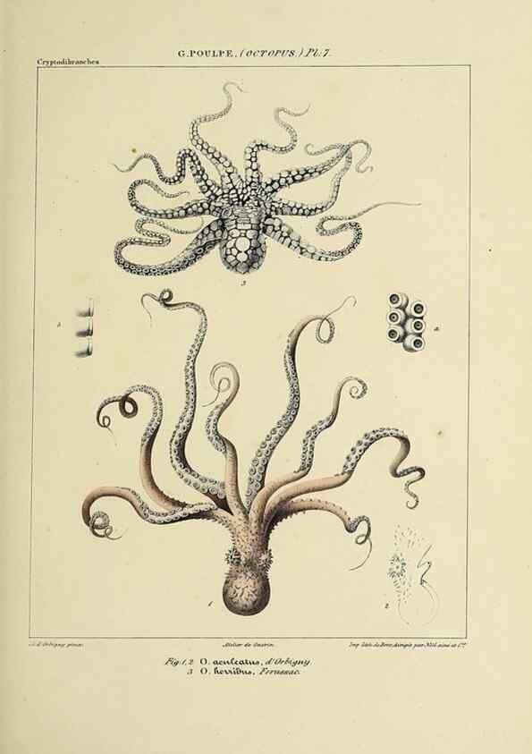 Reproducción/Reproduction 49434432063: Histoire naturelle, générale et particulière des céphalopodes acétabuifères viants, et fossiles :. Paris :Impr. de A. Lacour,1835-1848.. 
