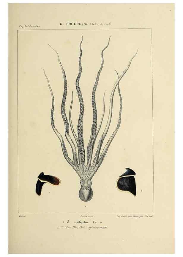 Reproducción/Reproduction 49434432478: Histoire naturelle, générale et particulière des céphalopodes acétabuifères viants, et fossiles :. Paris :Impr. de A. Lacour,1835-1848.. 