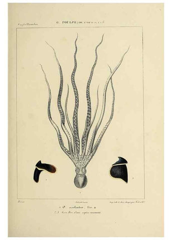Reproducción/Reproduction 49434432478: Histoire naturelle, générale et particulière des céphalopodes acétabuifères viants, et fossiles :. Paris :Impr. de A. Lacour,1835-1848.. 