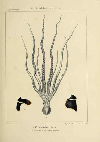 Reproducción/Reproduction 49434432478: Histoire naturelle, générale et particulière des céphalopodes acétabuifères viants, et fossiles :. Paris :Impr. de A. Lacour,1835-1848.. 