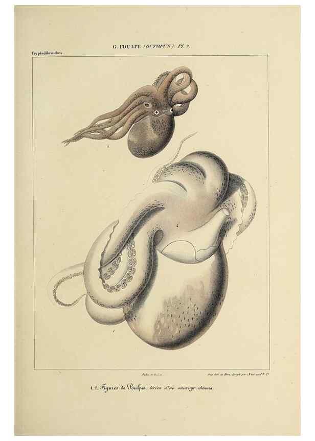 Reproducción/Reproduction 49435128342: Histoire naturelle, générale et particulière des céphalopodes acétabuifères viants, et fossiles :. Paris :Impr. de A. Lacour,1835-1848.. 