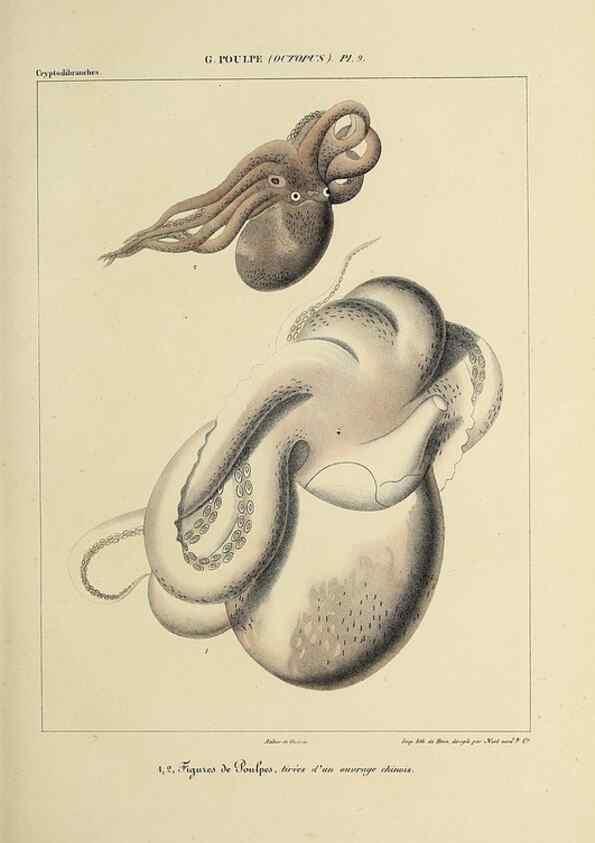 Reproducción/Reproduction 49435128342: Histoire naturelle, générale et particulière des céphalopodes acétabuifères viants, et fossiles :. Paris :Impr. de A. Lacour,1835-1848.. 
