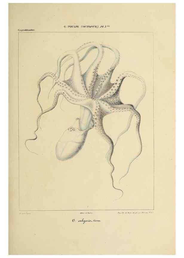 Reproducción/Reproduction 49434430218: Histoire naturelle, générale et particulière des céphalopodes acétabuifères viants, et fossiles :. Paris :Impr. de A. Lacour,1835-1848.. 