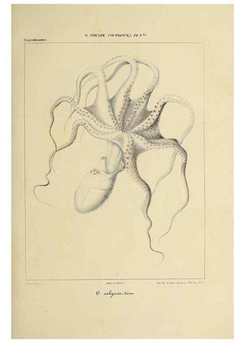 Reproducción/Reproduction 49434430218: Histoire naturelle, générale et particulière des céphalopodes acétabuifères viants, et fossiles :. Paris :Impr. de A. Lacour,1835-1848.. 