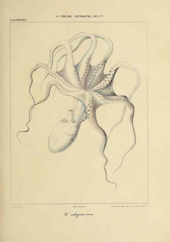 Reproducción/Reproduction 49434430218: Histoire naturelle, générale et particulière des céphalopodes acétabuifères viants, et fossiles :. Paris :Impr. de A. Lacour,1835-1848.. 