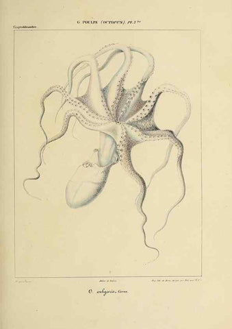 Reproducción/Reproduction 49434430218: Histoire naturelle, générale et particulière des céphalopodes acétabuifères viants, et fossiles :. Paris :Impr. de A. Lacour,1835-1848.. 
