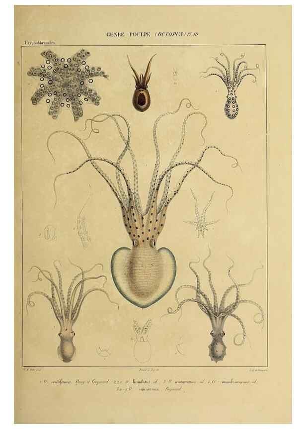 Reproducción/Reproduction 49434433018: Histoire naturelle, générale et particulière des céphalopodes acétabuifères viants, et fossiles :. Paris :Impr. de A. Lacour,1835-1848.. 
