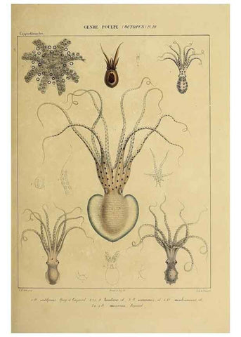 Reproducción/Reproduction 49434433018: Histoire naturelle, générale et particulière des céphalopodes acétabuifères viants, et fossiles :. Paris :Impr. de A. Lacour,1835-1848.. 