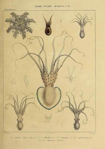 Reproducción/Reproduction 49434433018: Histoire naturelle, générale et particulière des céphalopodes acétabuifères viants, et fossiles :. Paris :Impr. de A. Lacour,1835-1848.. 
