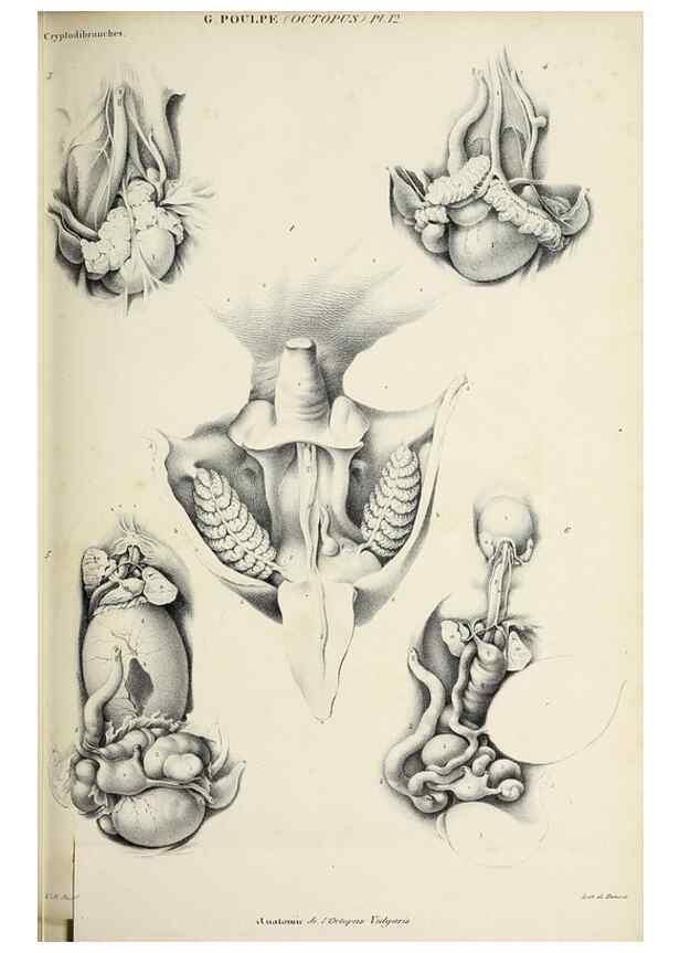 Reproducción/Reproduction 49434907536: Histoire naturelle, générale et particulière des céphalopodes acétabuifères viants, et fossiles :. Paris :Impr. de A. Lacour,1835-1848.. 