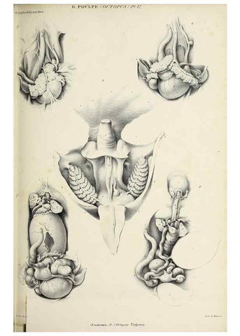 Reproducción/Reproduction 49434907536: Histoire naturelle, générale et particulière des céphalopodes acétabuifères viants, et fossiles :. Paris :Impr. de A. Lacour,1835-1848.. 