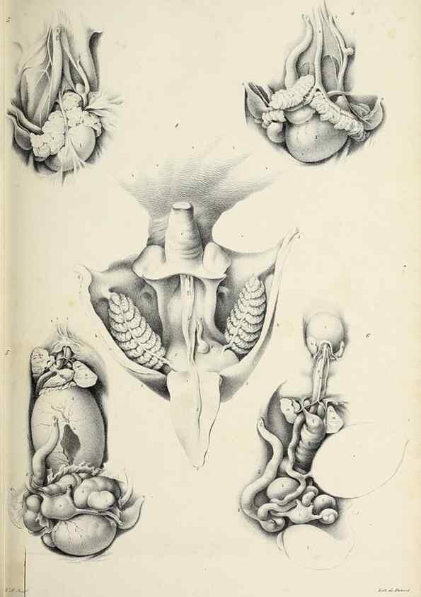 Reproducción/Reproduction 49434907536: Histoire naturelle, générale et particulière des céphalopodes acétabuifères viants, et fossiles :. Paris :Impr. de A. Lacour,1835-1848.. 