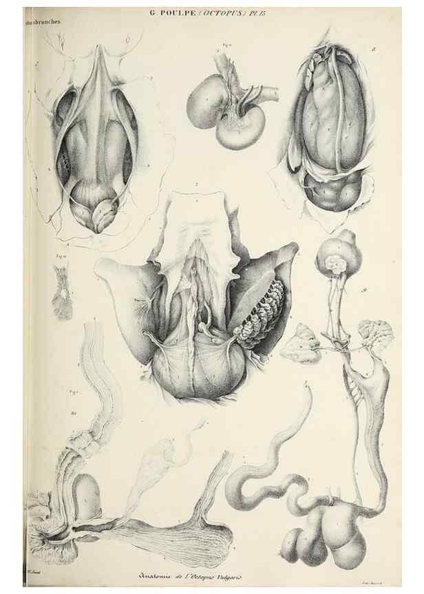 Reproducción/Reproduction 49434907896: Histoire naturelle, générale et particulière des céphalopodes acétabuifères viants, et fossiles :. Paris :Impr. de A. Lacour,1835-1848.. 