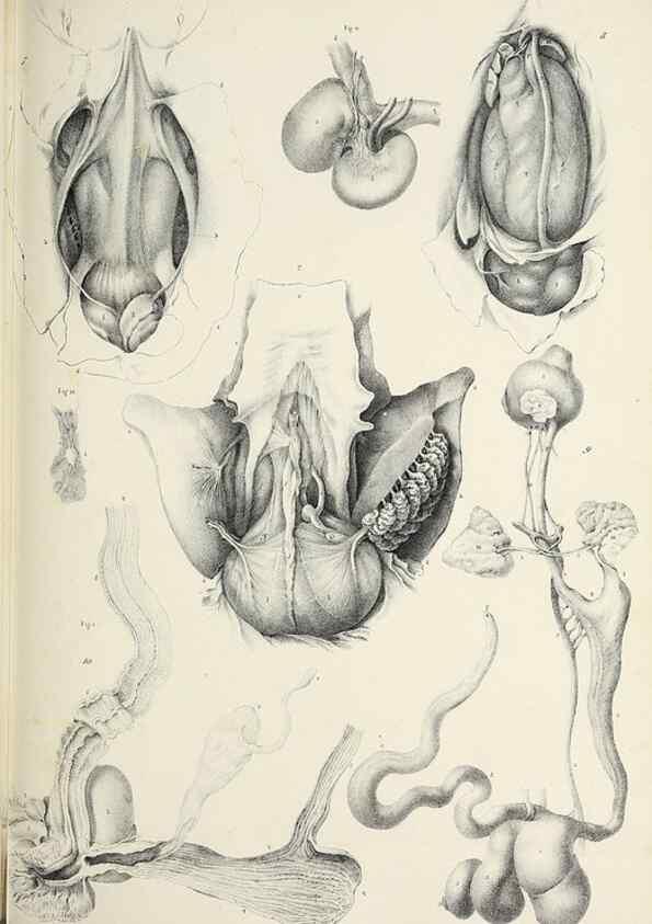 Reproducción/Reproduction 49434907896: Histoire naturelle, générale et particulière des céphalopodes acétabuifères viants, et fossiles :. Paris :Impr. de A. Lacour,1835-1848.. 