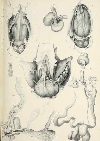 Reproducción/Reproduction 49434907896: Histoire naturelle, générale et particulière des céphalopodes acétabuifères viants, et fossiles :. Paris :Impr. de A. Lacour,1835-1848.. 