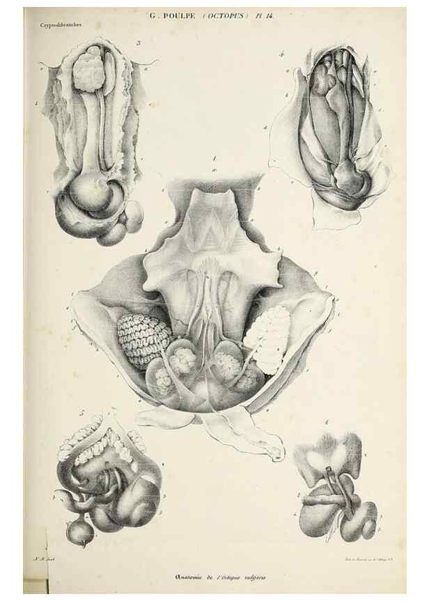 Reproducción/Reproduction 49434908276: Histoire naturelle, générale et particulière des céphalopodes acétabuifères viants, et fossiles :. Paris :Impr. de A. Lacour,1835-1848.. 