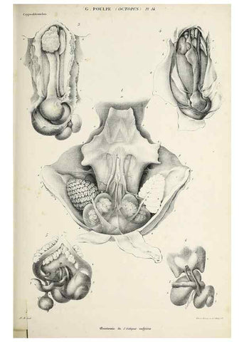 Reproducción/Reproduction 49434908276: Histoire naturelle, générale et particulière des céphalopodes acétabuifères viants, et fossiles :. Paris :Impr. de A. Lacour,1835-1848.. 