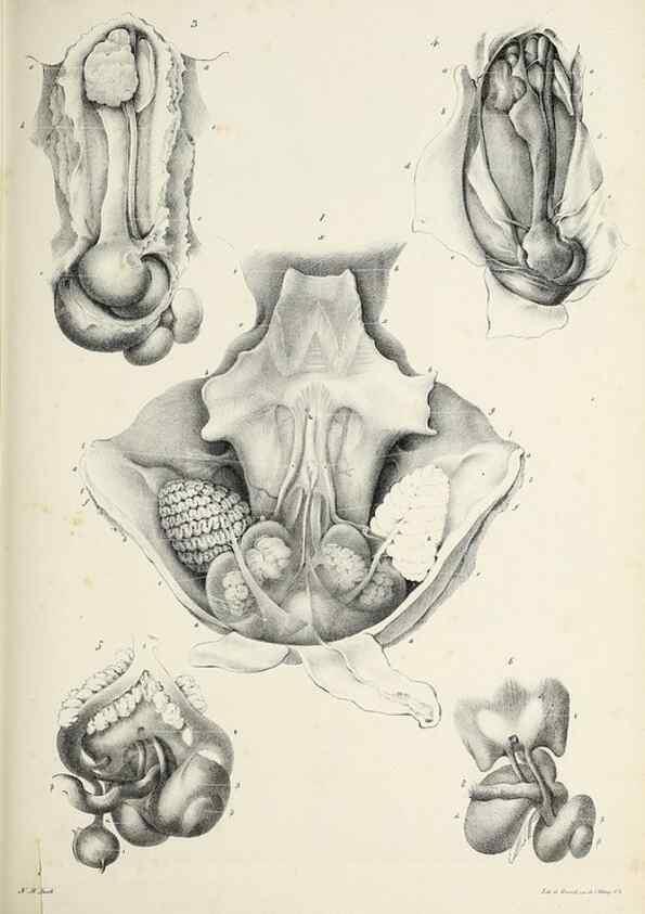 Reproducción/Reproduction 49434908276: Histoire naturelle, générale et particulière des céphalopodes acétabuifères viants, et fossiles :. Paris :Impr. de A. Lacour,1835-1848.. 