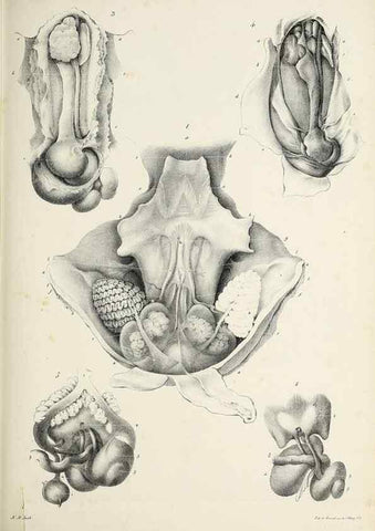 Reproducción/Reproduction 49434908276: Histoire naturelle, générale et particulière des céphalopodes acétabuifères viants, et fossiles :. Paris :Impr. de A. Lacour,1835-1848.. 