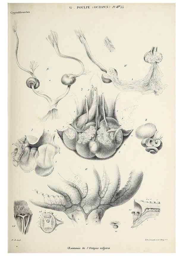 Reproducción/Reproduction 49434434628: Histoire naturelle, générale et particulière des céphalopodes acétabuifères viants, et fossiles :. Paris :Impr. de A. Lacour,1835-1848.. 
