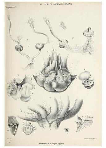 Reproducción/Reproduction 49434434628: Histoire naturelle, générale et particulière des céphalopodes acétabuifères viants, et fossiles :. Paris :Impr. de A. Lacour,1835-1848.. 