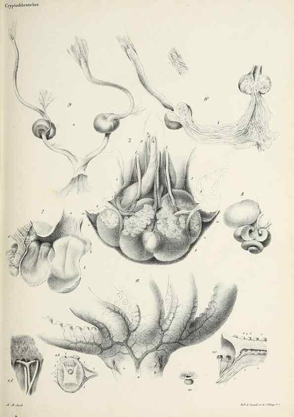 Reproducción/Reproduction 49434434628: Histoire naturelle, générale et particulière des céphalopodes acétabuifères viants, et fossiles :. Paris :Impr. de A. Lacour,1835-1848.. 