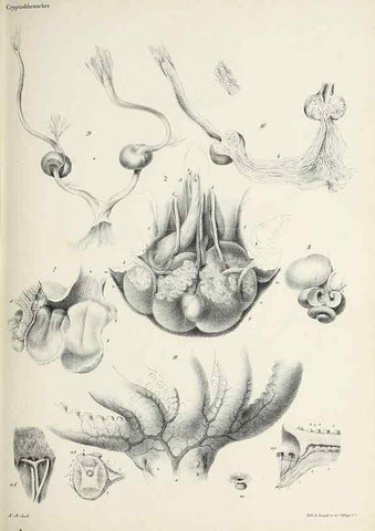 Reproducción/Reproduction 49434434628: Histoire naturelle, générale et particulière des céphalopodes acétabuifères viants, et fossiles :. Paris :Impr. de A. Lacour,1835-1848.. 