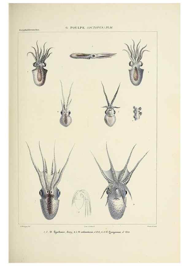 Reproducción/Reproduction 49434434903: Histoire naturelle, générale et particulière des céphalopodes acétabuifères viants, et fossiles :. Paris :Impr. de A. Lacour,1835-1848.. 