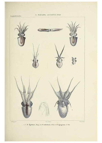 Reproducción/Reproduction 49434434903: Histoire naturelle, générale et particulière des céphalopodes acétabuifères viants, et fossiles :. Paris :Impr. de A. Lacour,1835-1848.. 