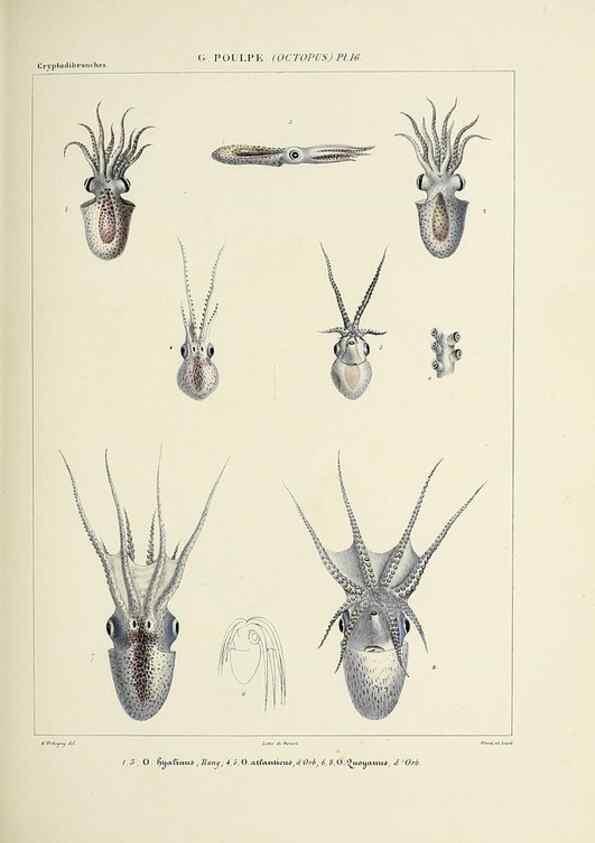 Reproducción/Reproduction 49434434903: Histoire naturelle, générale et particulière des céphalopodes acétabuifères viants, et fossiles :. Paris :Impr. de A. Lacour,1835-1848.. 