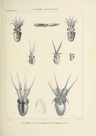 Reproducción/Reproduction 49434434903: Histoire naturelle, générale et particulière des céphalopodes acétabuifères viants, et fossiles :. Paris :Impr. de A. Lacour,1835-1848.. 