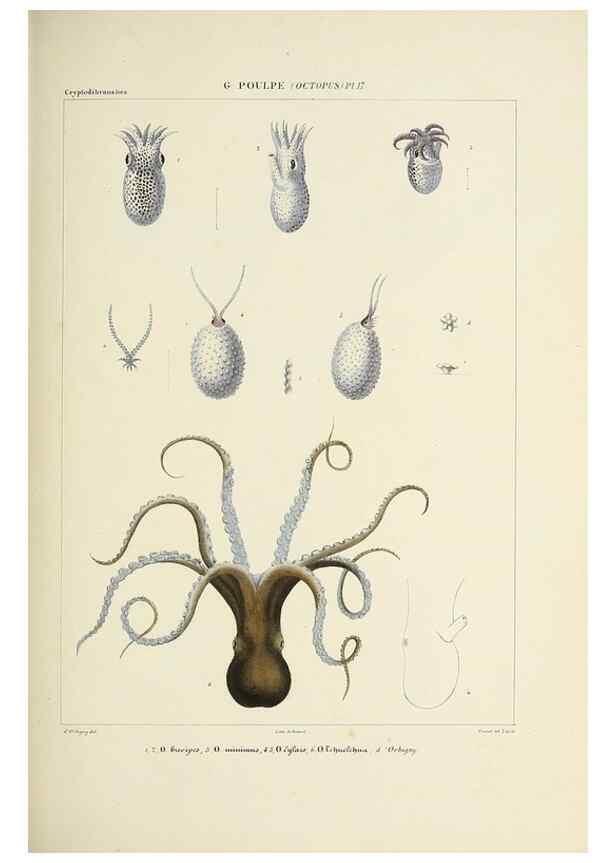 Reproducción/Reproduction 49434909161: Histoire naturelle, générale et particulière des céphalopodes acétabuifères viants, et fossiles :. Paris :Impr. de A. Lacour,1835-1848.. 
