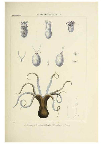 Reproducción/Reproduction 49434909161: Histoire naturelle, générale et particulière des céphalopodes acétabuifères viants, et fossiles :. Paris :Impr. de A. Lacour,1835-1848.. 