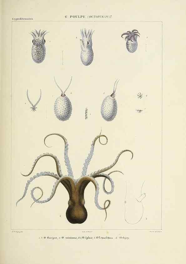 Reproducción/Reproduction 49434909161: Histoire naturelle, générale et particulière des céphalopodes acétabuifères viants, et fossiles :. Paris :Impr. de A. Lacour,1835-1848.. 