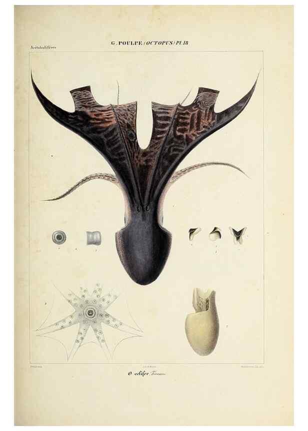 Reproducción/Reproduction 49434909421: Histoire naturelle, générale et particulière des céphalopodes acétabuifères viants, et fossiles :. Paris :Impr. de A. Lacour,1835-1848.. 