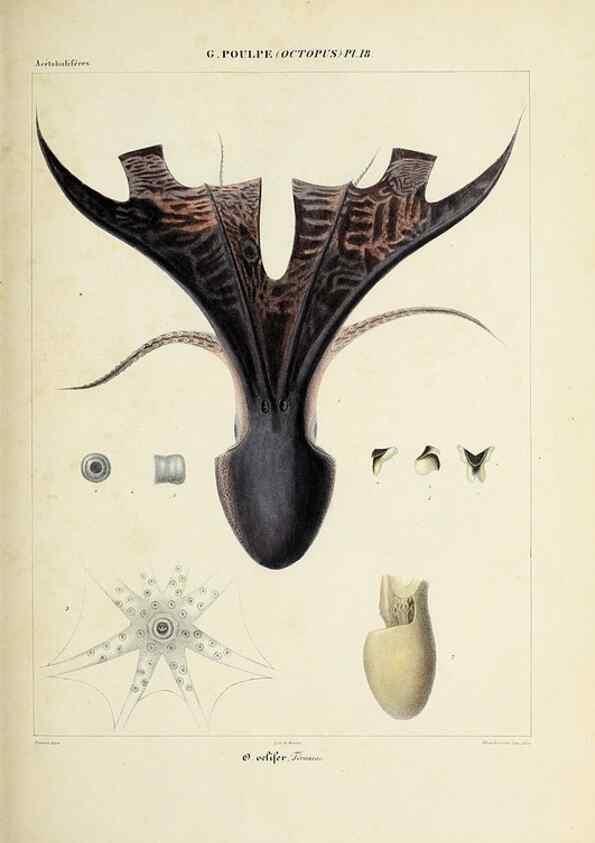 Reproducción/Reproduction 49434909421: Histoire naturelle, générale et particulière des céphalopodes acétabuifères viants, et fossiles :. Paris :Impr. de A. Lacour,1835-1848.. 