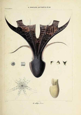 Reproducción/Reproduction 49434909421: Histoire naturelle, générale et particulière des céphalopodes acétabuifères viants, et fossiles :. Paris :Impr. de A. Lacour,1835-1848.. 