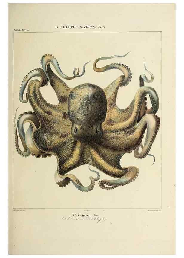 Reproducción/Reproduction 49434433378: Histoire naturelle, générale et particulière des céphalopodes acétabuifères viants, et fossiles :. Paris :Impr. de A. Lacour,1835-1848.. 