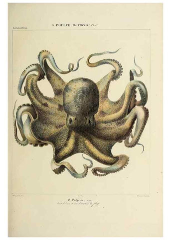 Reproducción/Reproduction 49434433378: Histoire naturelle, générale et particulière des céphalopodes acétabuifères viants, et fossiles :. Paris :Impr. de A. Lacour,1835-1848.. 