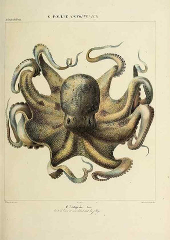 Reproducción/Reproduction 49434433378: Histoire naturelle, générale et particulière des céphalopodes acétabuifères viants, et fossiles :. Paris :Impr. de A. Lacour,1835-1848.. 